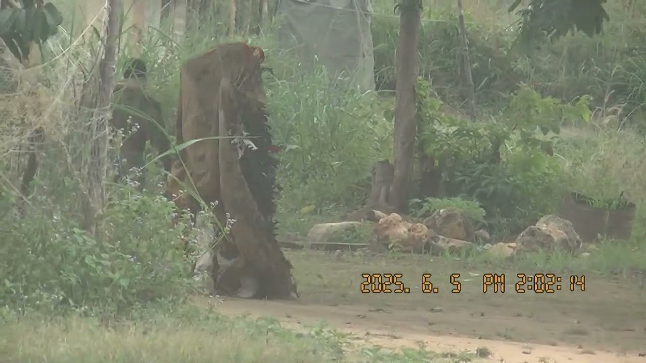 KEBE-KEBE DANCE　2025．6．5　その9