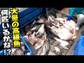 【底引網漁】最後の網で最高級のフグが大漁に獲れました！