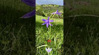 ÇÎROKA MIN