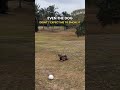 What the dog doing? #golf #golflife #golfswing #dog #golfmemes