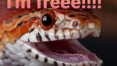 What to do if your snake escapes