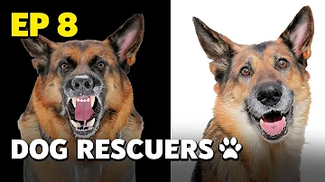 Dog Rescuers: Incredible Transformations of Rescue Dogs - Animal Documentary
