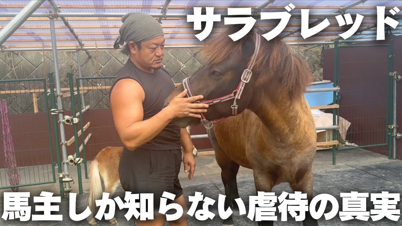 馬主しか知らない「サラブレッド虐待の真実」