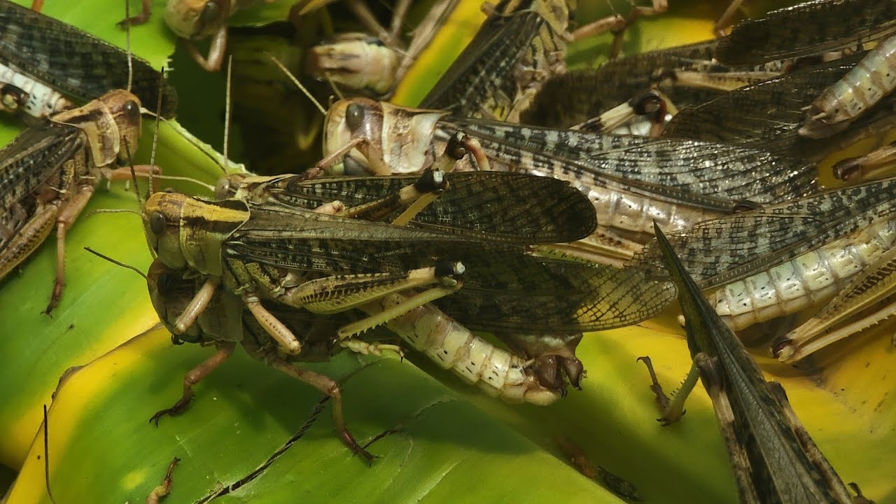 There are many locusts, they bring food. - YouTube