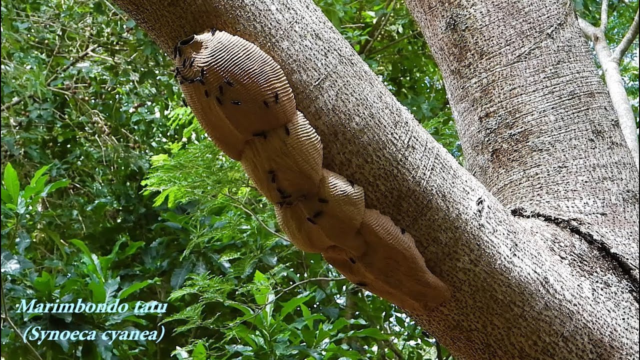 Marimbondo mata cavalo, Marimbondo tatu (Synoeca cyanea) 