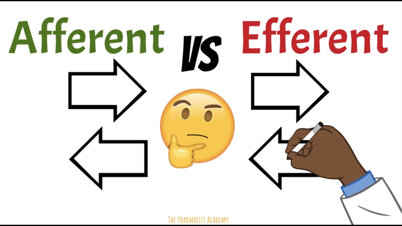 Afferent Vs Efferent Neurons Kidneys Lymph Nodes YouTube Afferent Vs Efferent Neurons Kidneys Lymph Nodes YouTube