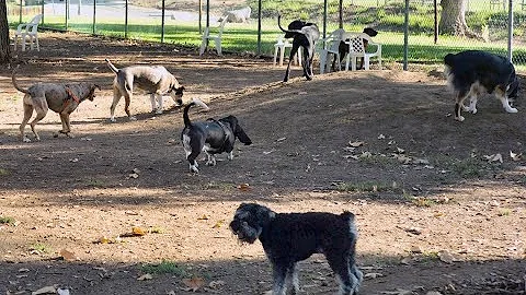 Should you board your dog while a canine illness spreads across the US