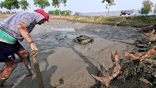 Amazing Catch King Mud Crabs at Mud Ponds after Water Low | Season Catch Ponds Crabs