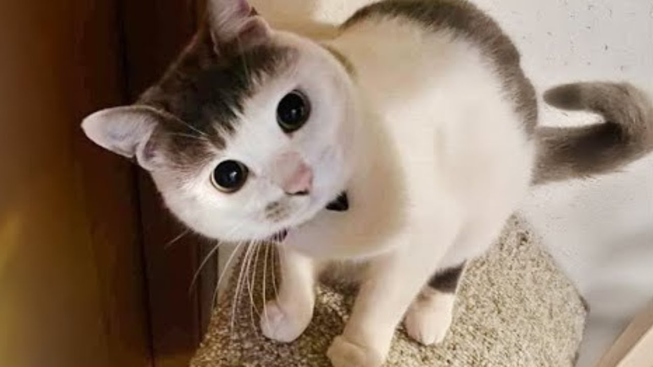 Кошки просто рождены быть очаровательными 😻