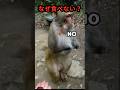 人の食べ物を拒むサル…その理由に誰もが驚いた #猿 #動物感動 #動物ストーリー #野生動物