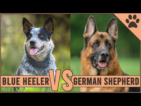 فيديو: مقارنة بين Catahoula و Blue Heeler