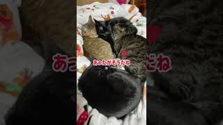 ねこ団子とぜんすけ♪ #shorts