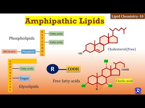 Video: Hvilke fedtstoffer er amfipatiske?