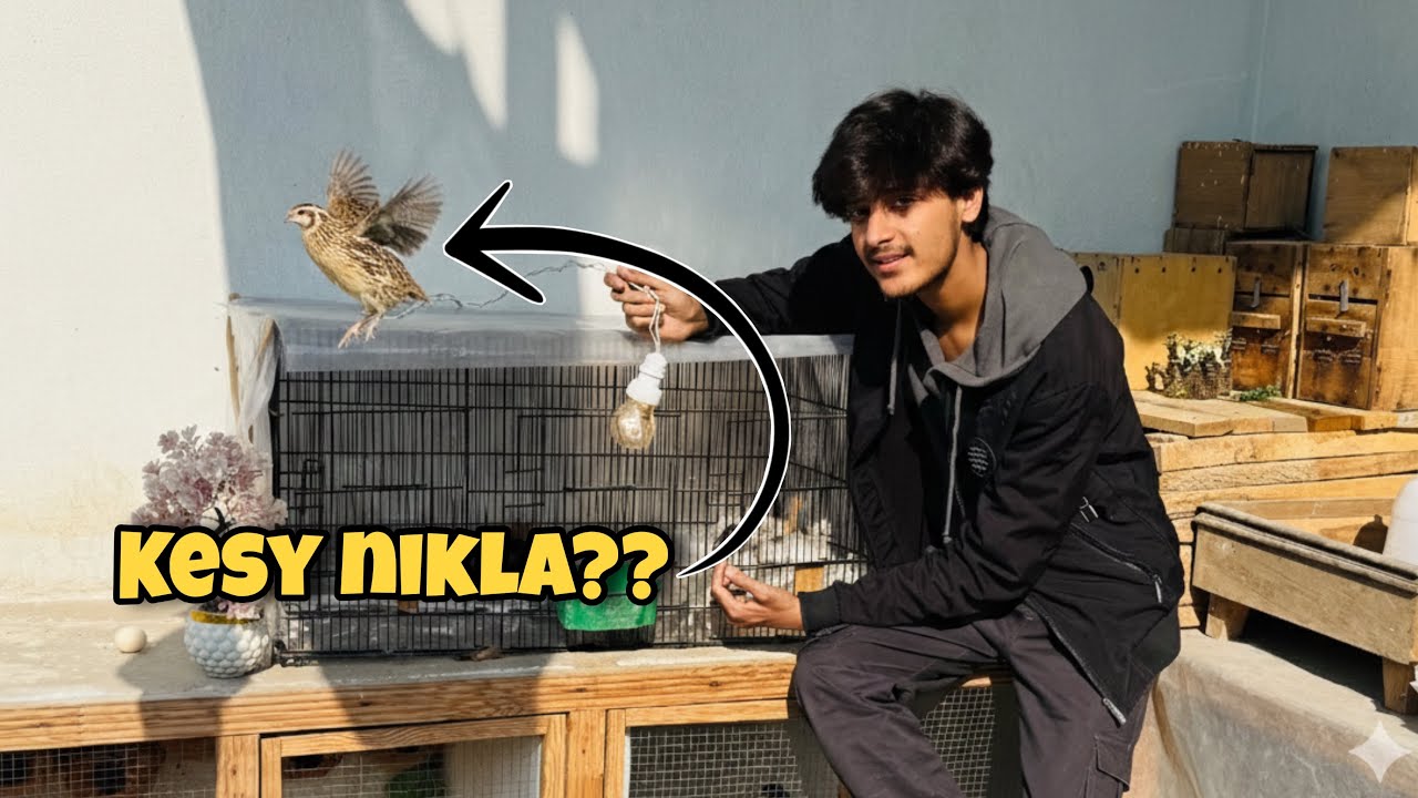 Batair Pinjry Sy Bahar Nikal Gya😬😬// Zarar Ny Pakar Liya😂😂