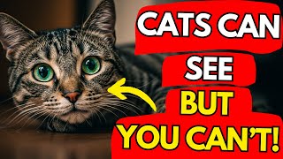 20 STRANGE Things ONLY Cats Can SEE And HEAR But You Can't! | Cat Flix
