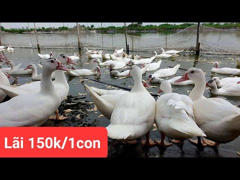 Video Chăn ngan siêu lợi nhuận thế nào? quả ngọt cho chủ... - youtube