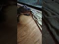 肉より魚が大好き
