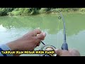 Mancing di muara bikin panik ditarik ikan besar