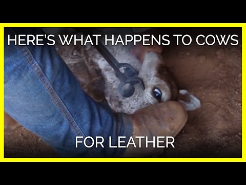 Here’s What Happens to Cows for Leather