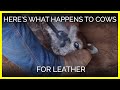 Heres what happens to cows for leather