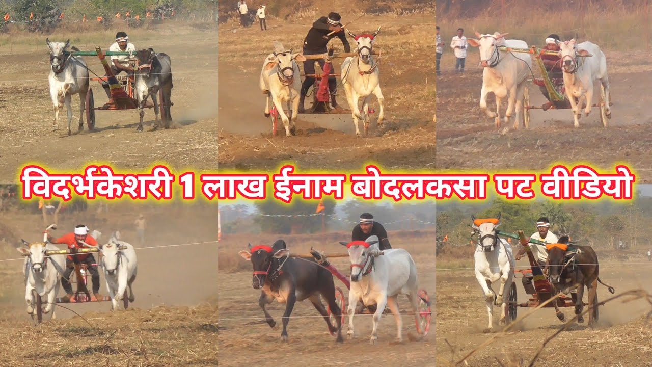 1 लाख ईनाम विदर्भ केशरी बोदलकसा पट 12 जनवरी सेकंड की बैलजोड़ी दौड़ ox race bodalkasa 1 lac first