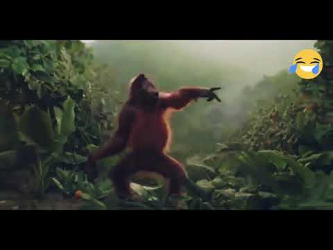 رقصة القرد على الطبلة المصرية هتموت من الضحك