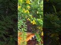 നമ്മുടെ nursery-യിൽ ഇപ്പോൾ fresh Cassia plants stock availabl 🌱.