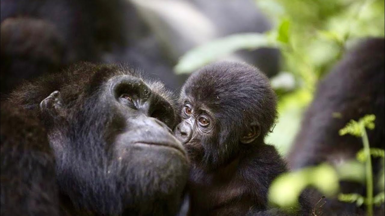 EXPLORING THE LINK BETWEEN ENVIRONMENTAL CONSERVATION AND PUBLIC HEALTH ...