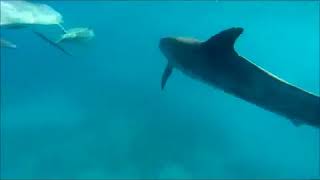 dolphins trip kizimkazi