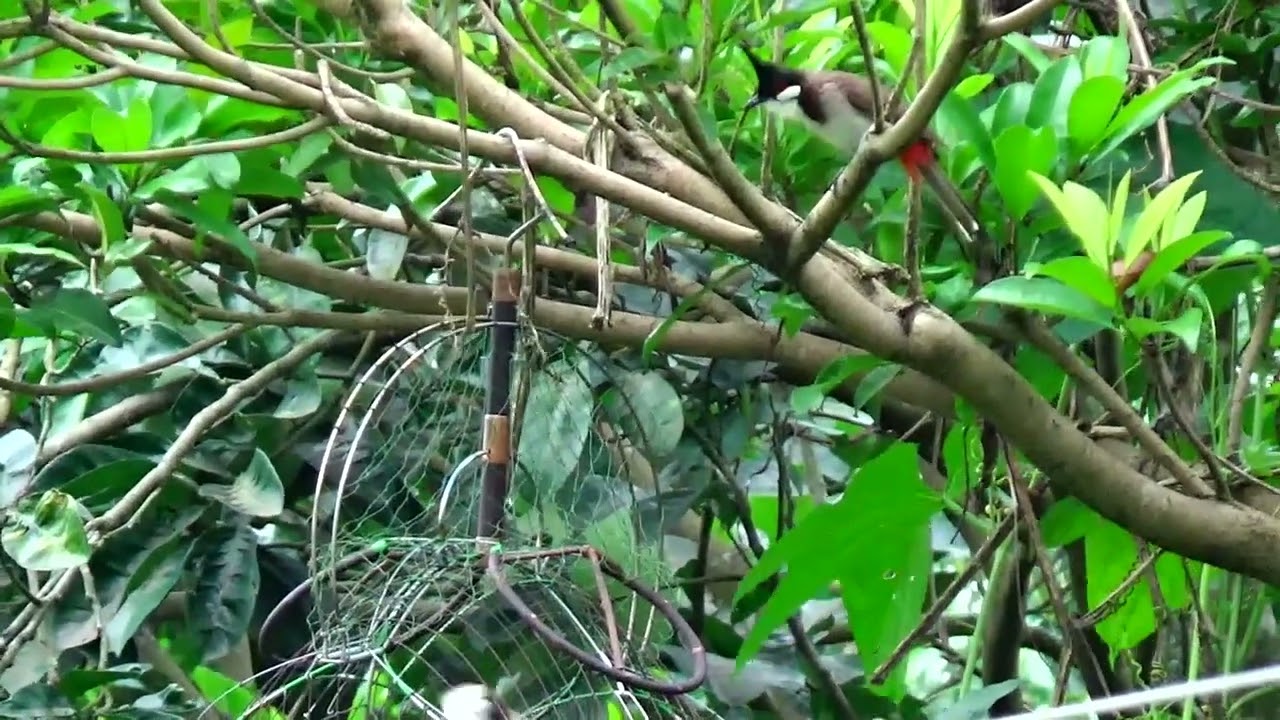 tiếp tục lên cho ae con hàng víp chân , tay , miệng tôt ché xoè ae gột báo em 0984,,,788,,,775 zalo