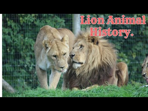 Lions 101 | Nat Geo Wild