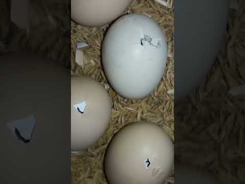 لحظة خروج الكتكوت من البيضة سبحان الله