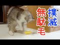 めちゃめちゃ抜け毛が取れると噂のラバーブラシを使ってみた！【子猫】【サイベリアン】