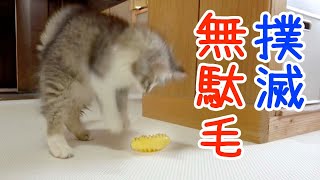 めちゃめちゃ抜け毛が取れると噂のラバーブラシを使ってみた！【子猫】【サイベリアン】