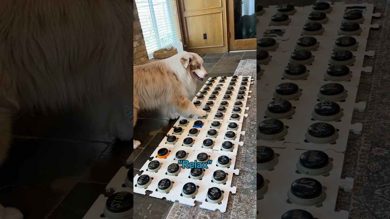 Собака требует свою клетку! 