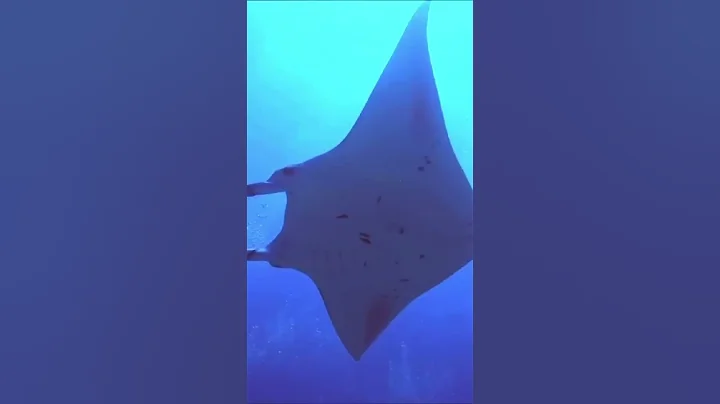 🌊 MANTA RAY 🤯 AMAZING ANIMAL FACTS #shorts #animals #nature #kids