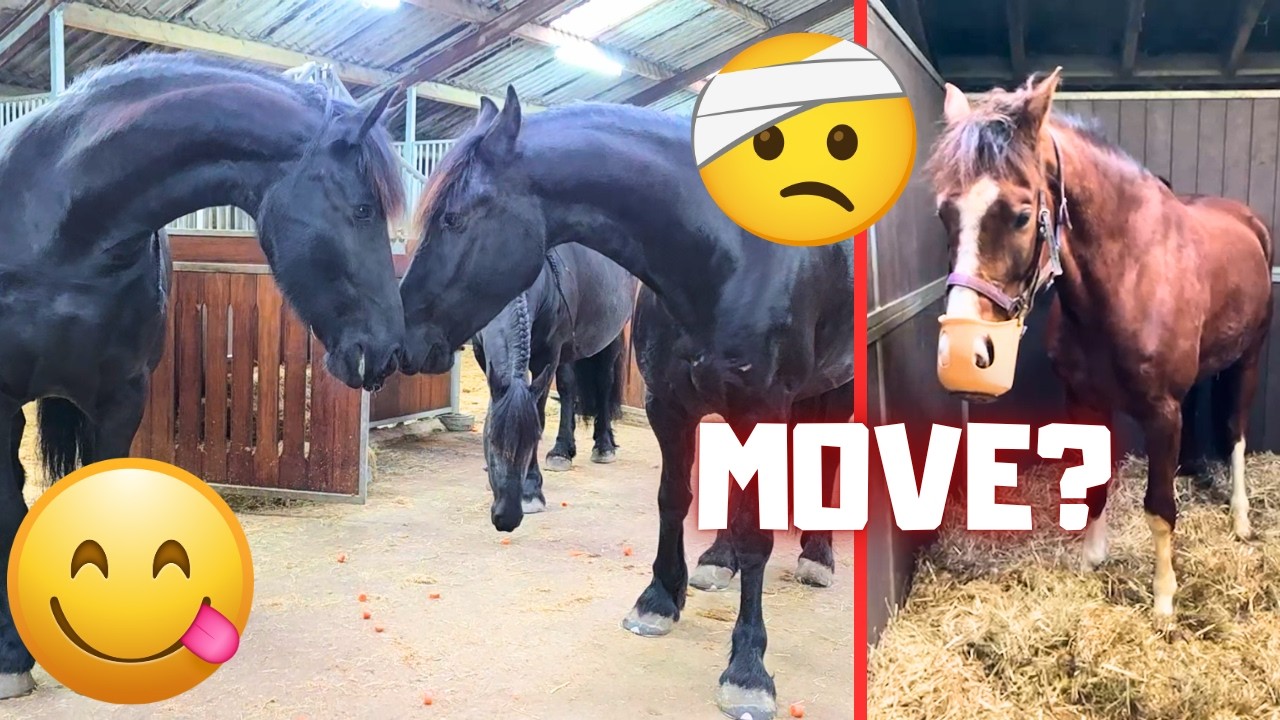 Will Rising Star⭐ Move? Frisky Teije Rein! Getting Help! Funny Teije Moments! | Friesian Horses