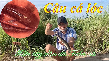 Câu cá lóc - câu ổ khói đèn gặp cặp cá quá dữ