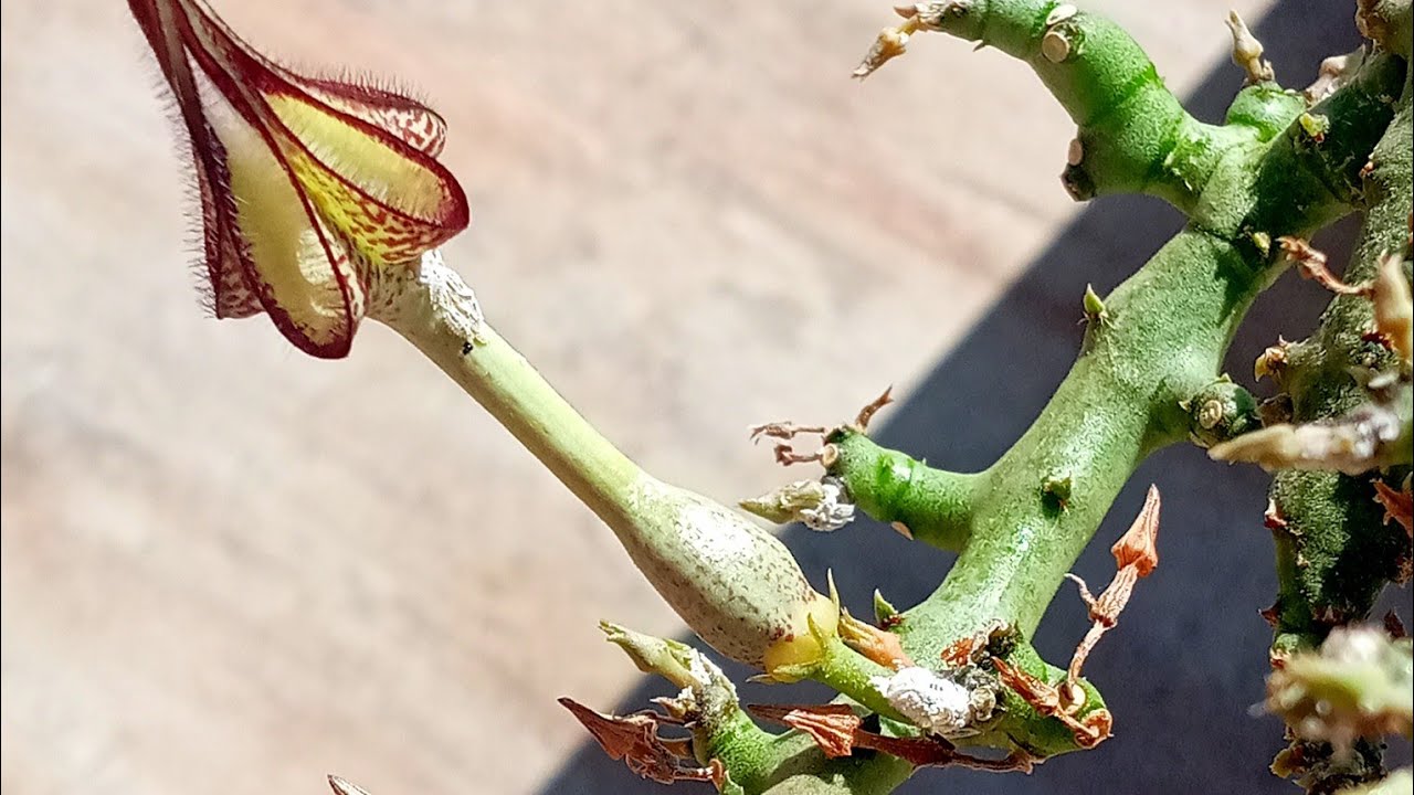 UNLU BİT NASIL TEMİZLENİR