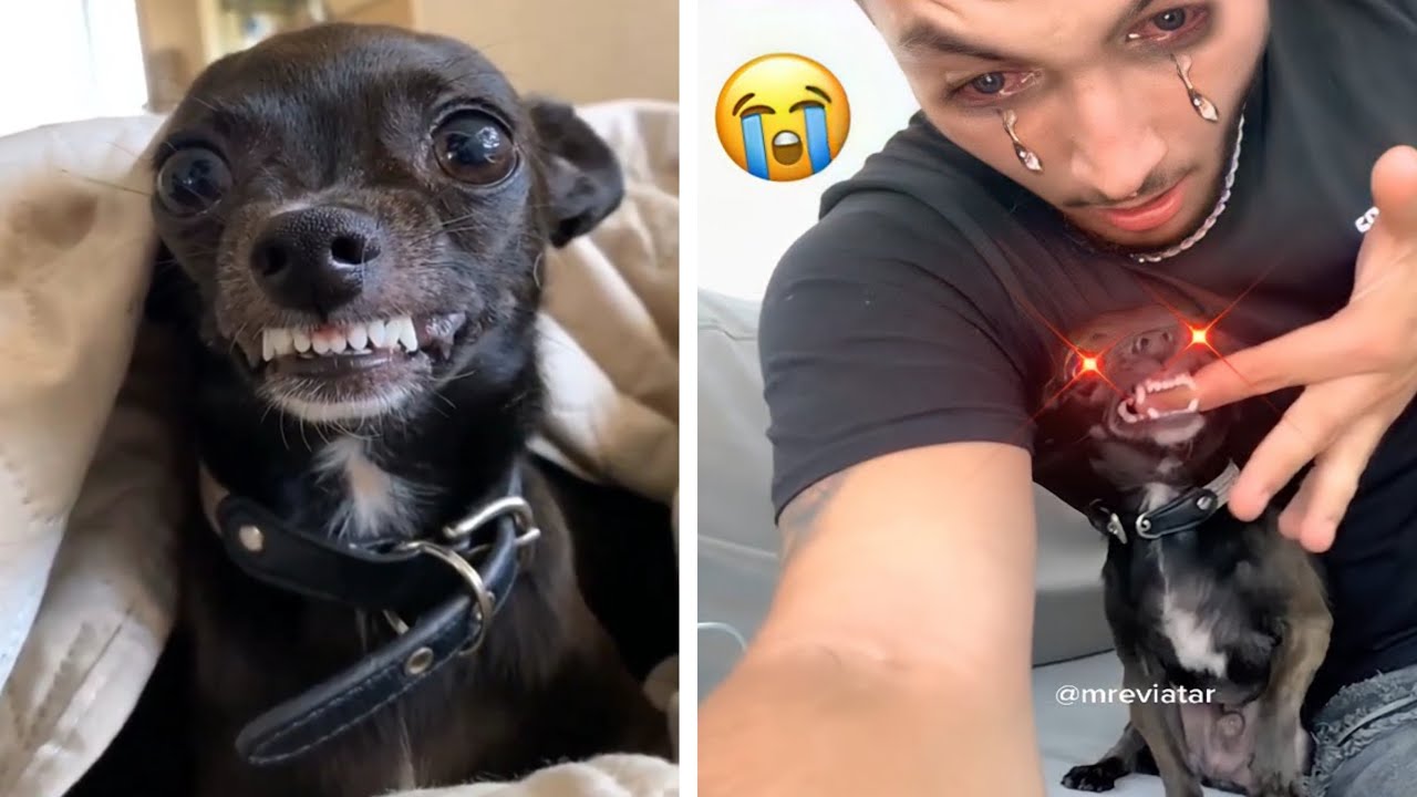 🔥the most angry nikki chihuahua compilation। chihuahua dog #23। Fanny ...