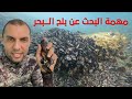 مهمة البحث عن بلح البحر نجومي