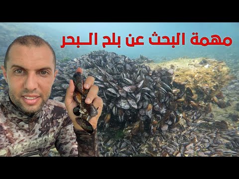 مهمة البحث عن بلح البحر