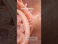 The Anatomy of Male InfertilityPoor sperm motility #fertilisation #infertility #fertility #male