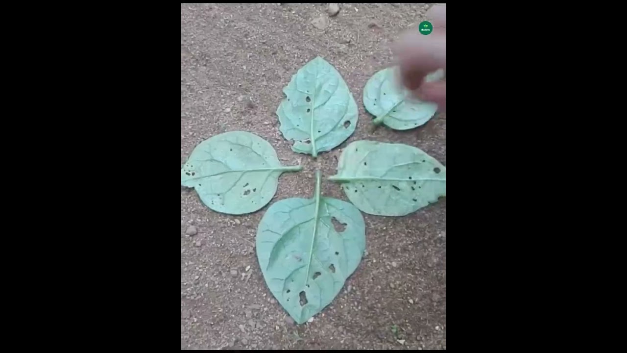 Spinach leaves can create this 
