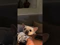 #art #puppy #styleish #fashionstyle #bulldog #frenchbulldog #love #pets #frenchie #dogvideos #cute