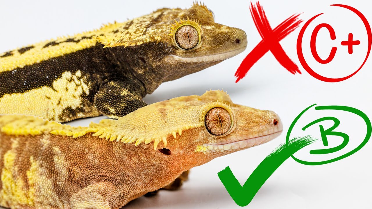 Judging Our Crested Geckos from 0-100.