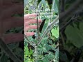 #blackpepper #garden #lanct #gardening #herbs #ihavethisthingwithplants #zone6 #spicy