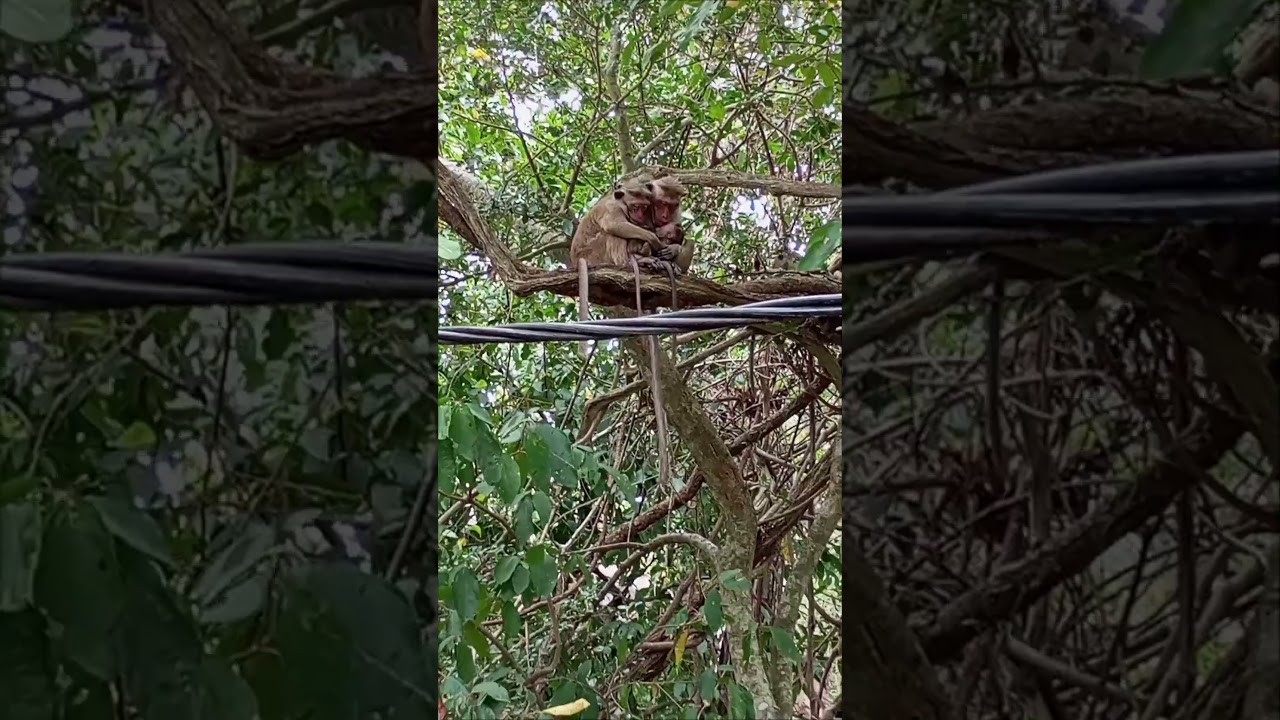 🐒SleepingTogether 