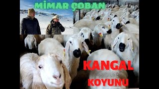 MİMARLIK OKUDU KOYUNU BIRAKAMADI | KANGAL KOYUNU 6 | SİVAS