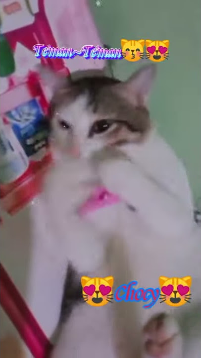 Caption kucing rumahan